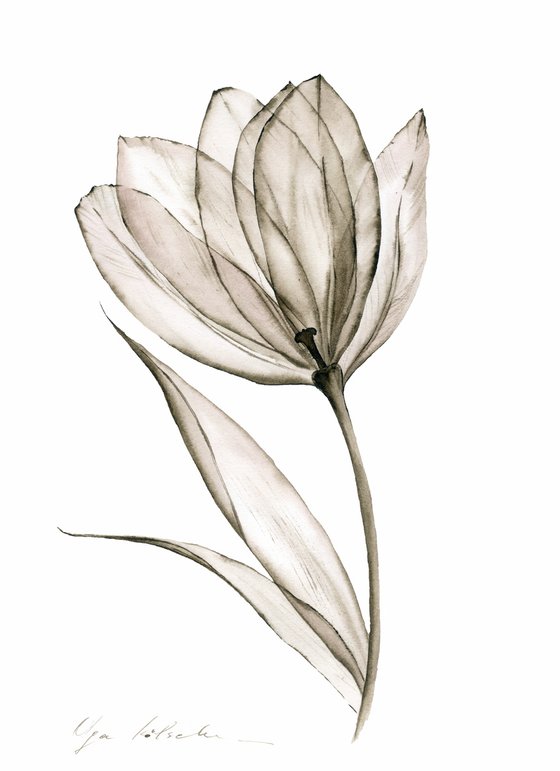 Sepia Tulip