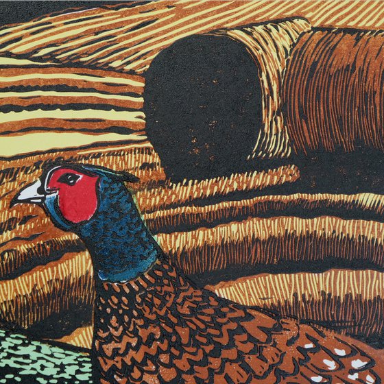 Pheasant amongst the bales