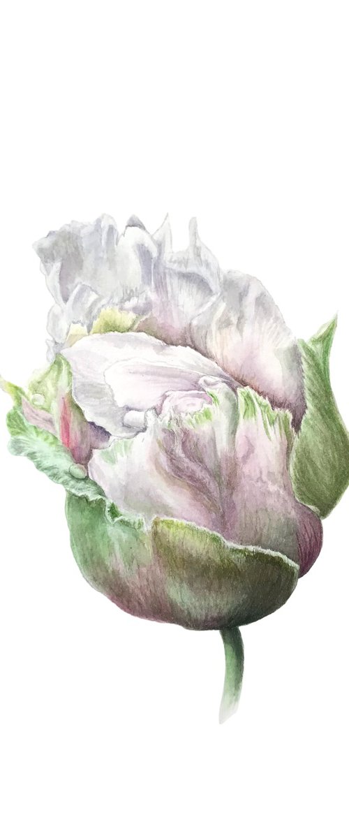 Tender white peony by Tetiana Kovalova