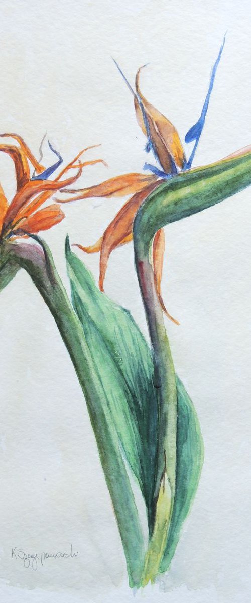 Bird of Paradise flowers by Krystyna Szczepanowski