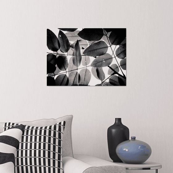 Experiments with Leaves I | Limited Edition Fine Art Print 1 of 10 | 45 x 30 cm