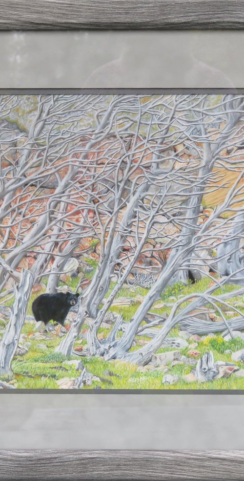 Boneyard Bear by Laurie Cartwright