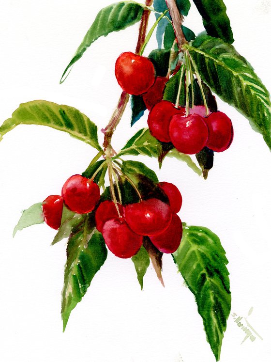 Red Cherries