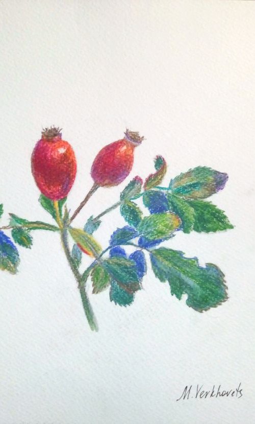 Rose hips. by Mag Verkhovets