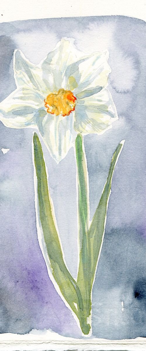 Original Watercolour Painting of a Single Narcissus Flower by Hannah Clark