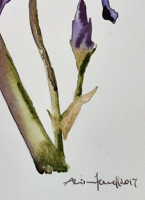 Inimitable Iris - Original Watercolour  - UK Artist