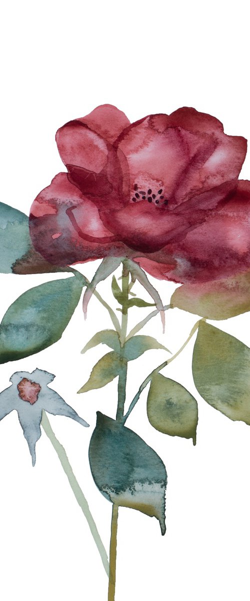 Rose Study No. 75 by Elizabeth Becker