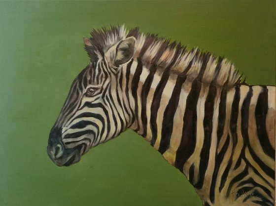 Zebra