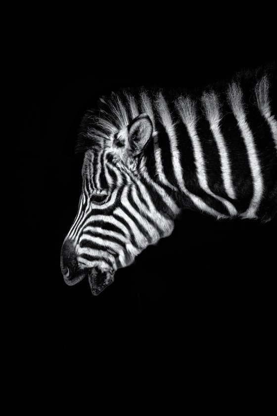 Baby Zebra Portrait