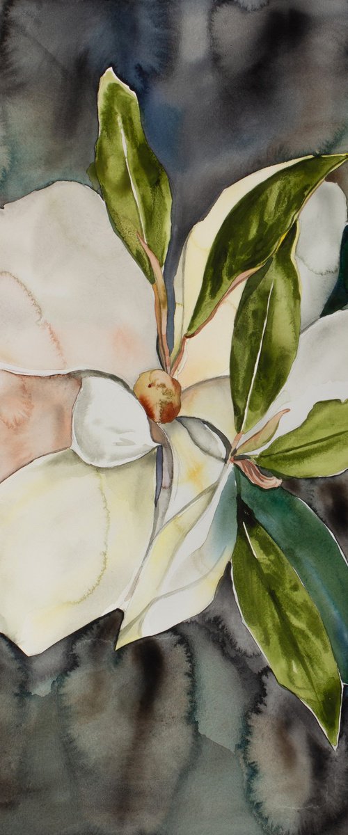 Magnolia Study No. 7 by Elizabeth Becker