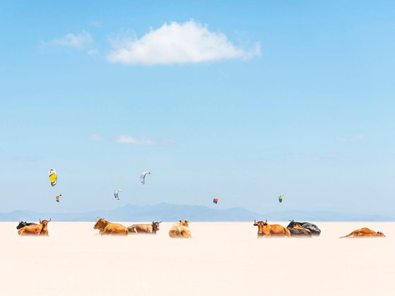 Cows And Kites