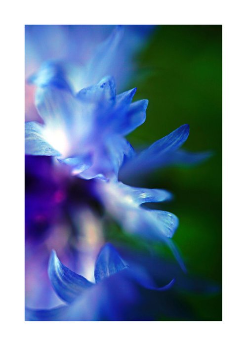 Abstract Pop Color Nature Photography 05 by Richard Vloemans