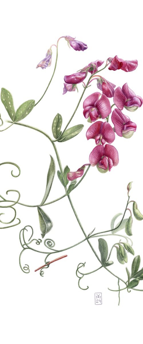 Pink Sweet Pea by Yuliia Moiseieva