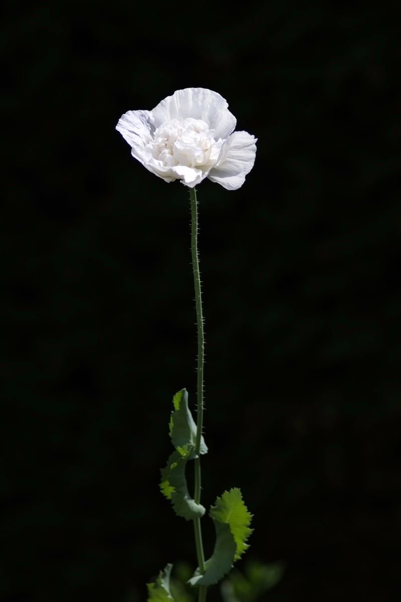 Single White Flower by Russ Witherington