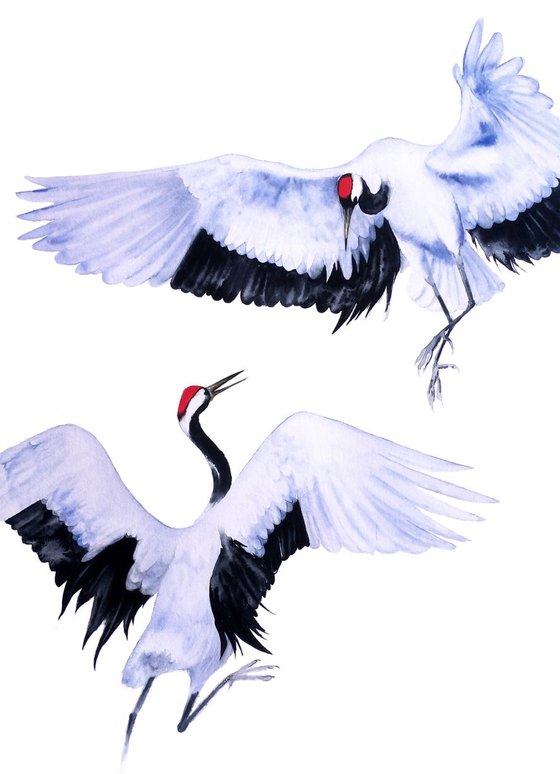 Japanese Red Crowned Cranes Dance