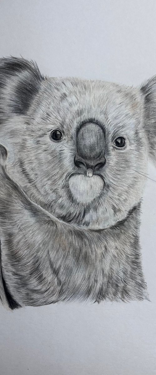 Koala by Bethany Taylor