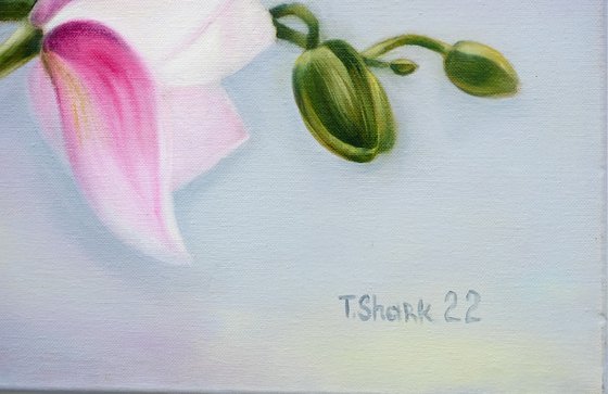 Orchids
