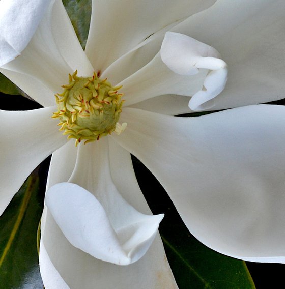 Little Gem Magnolia