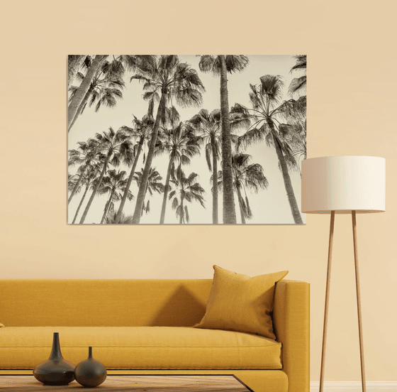 CANARY ISLAND PALM TREES.