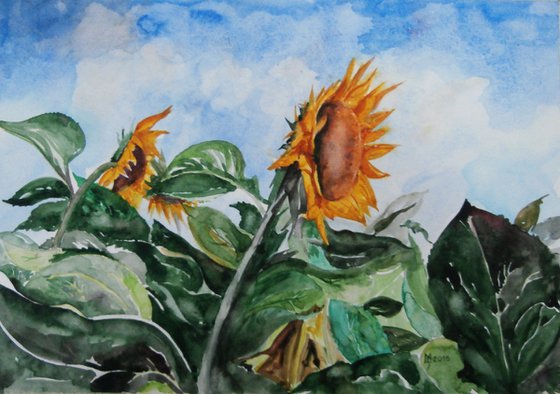 SUNFLOWERS