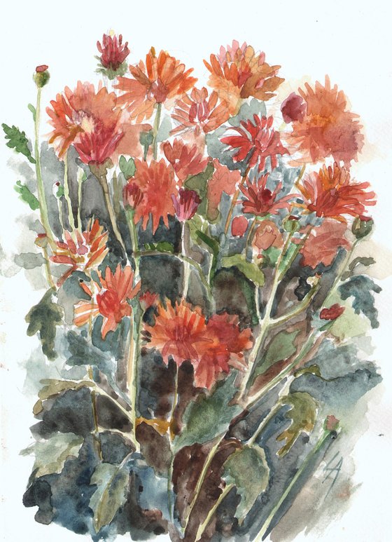 CHRYSANTHEMUMS