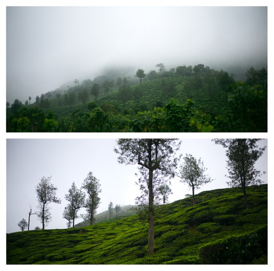 Tea estate Diptych