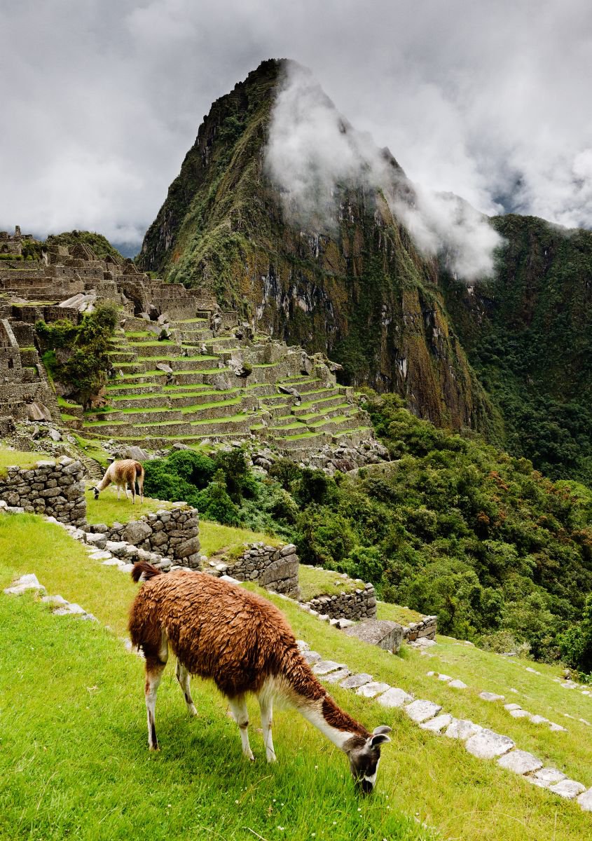 Grazing Llama at Machu Picchu. (42x59cm) by Tom Hanslien