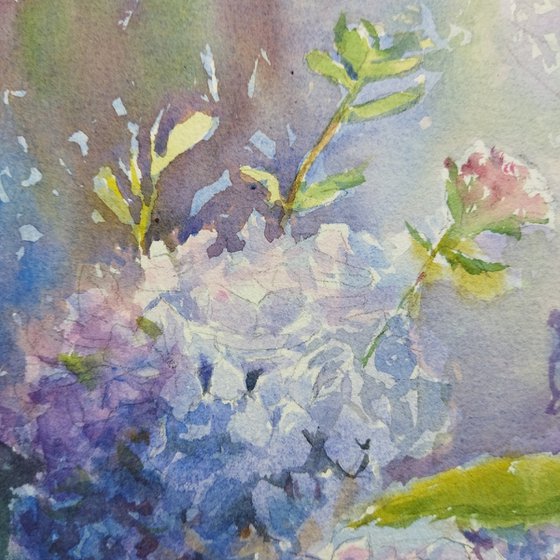 Blue Hydrangeas flowers