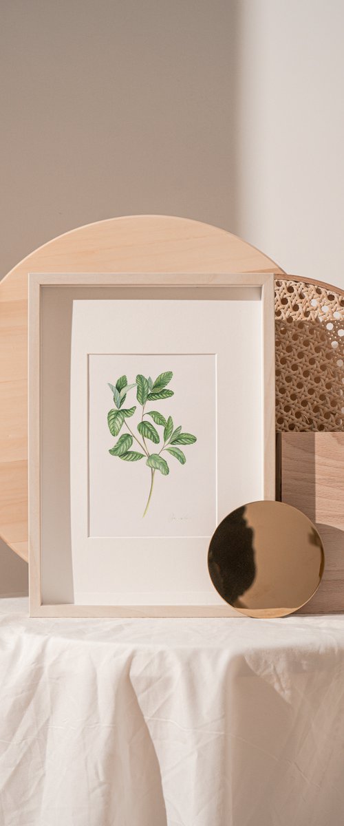 Watercolor green Mint by Olga Koelsch