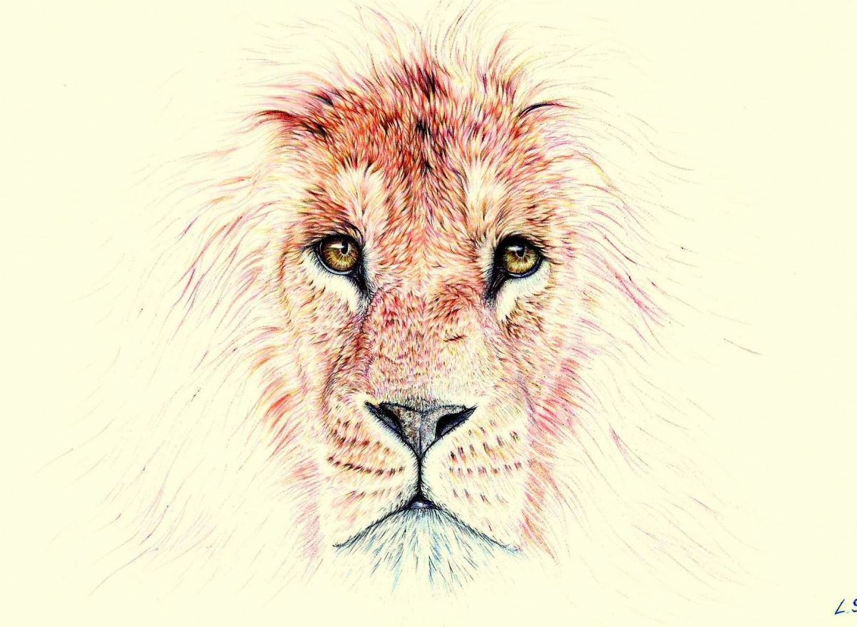 Lion ballpoint pen drawing by Liliya Shtulberg Artfinder