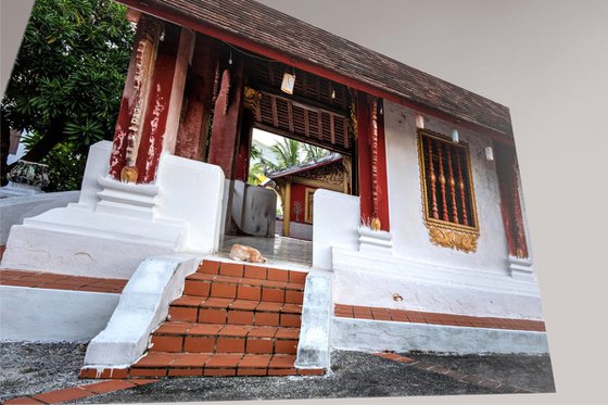 Temple Dogs of Laos No.6