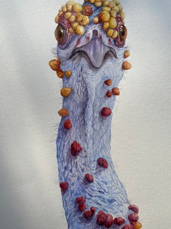 Ocellated turkey, playful bird