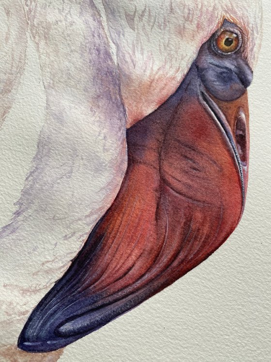 Elegant Flamingo, bird portrait