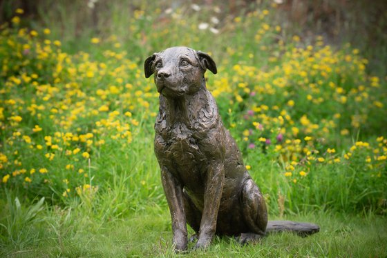 Sitting Crossbreed Dog BR