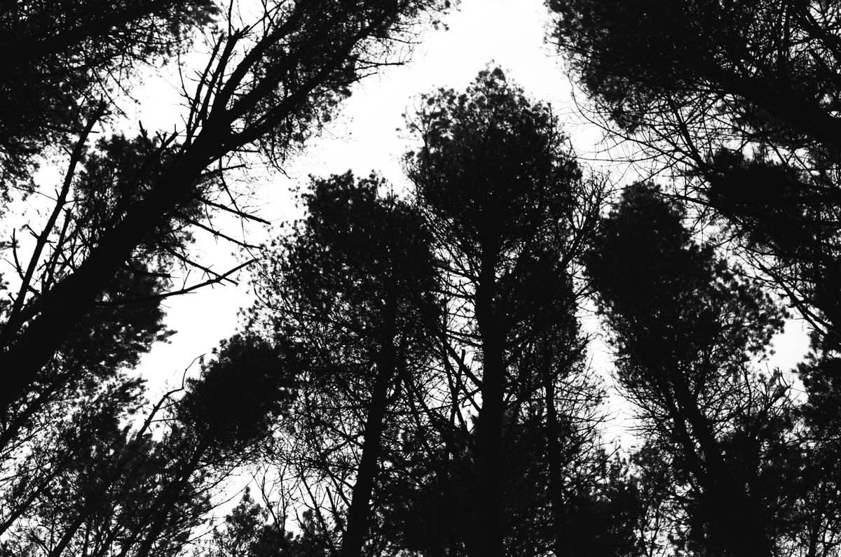 Photorealistic Landscape Photograph By Justice Hyde, 28 X 20", Northern Woods 8 - Unmounted, Original Artwork