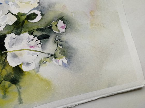 White peony flowers painting