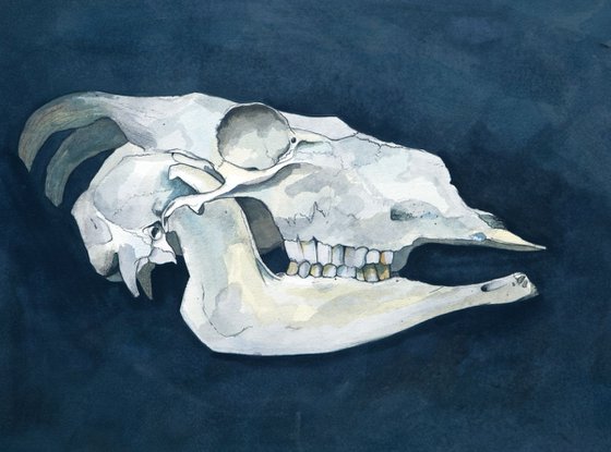 Sheep's Skull 2