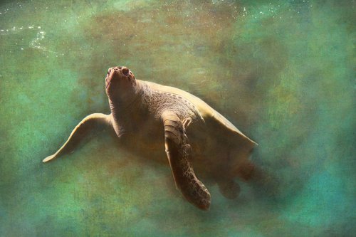 Sea turtle swimming by Nadia Attura