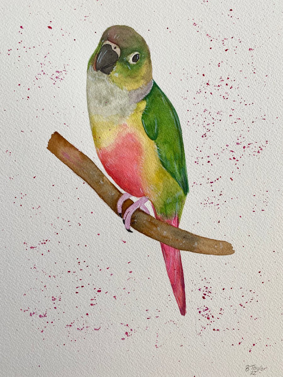 Green cheek conure by Bethany Taylor