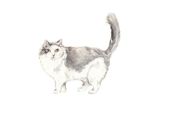Ragamuffin Cat Original Watercolor