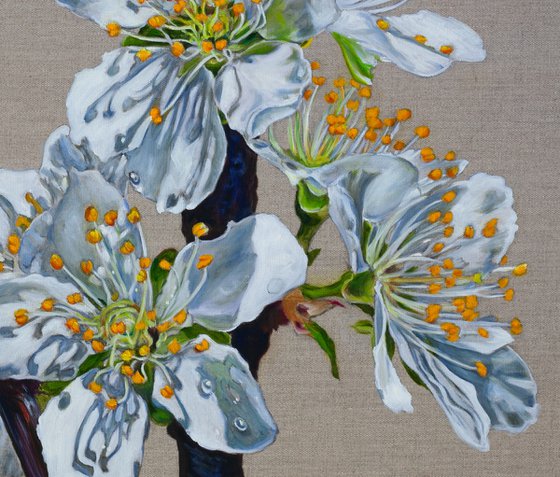 Plum Blossom
