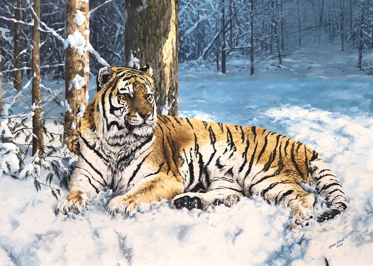 Photorealistic Animal Acrylic Painting By Julian Wheat, 39 X 28", Siberian Tiger, Original Artwork