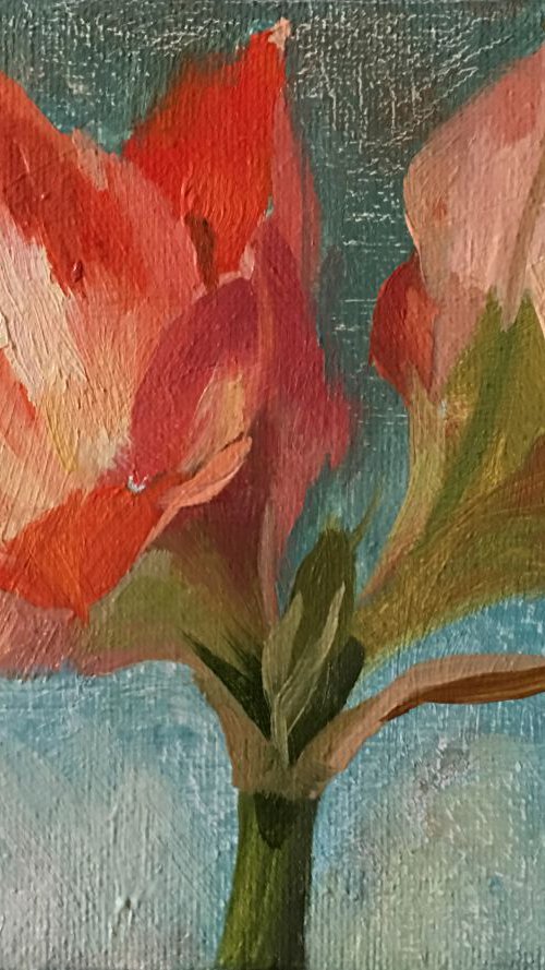 Pink Amaryllis by Ling Strube