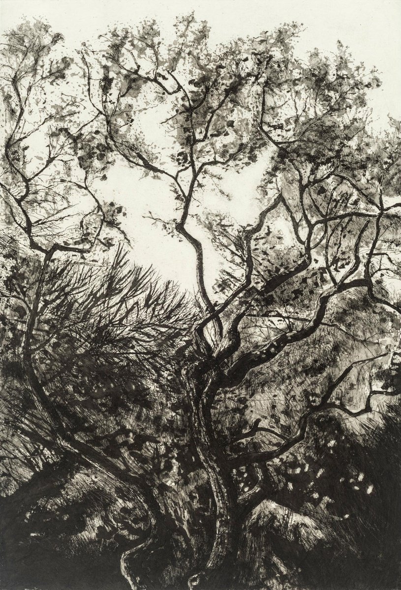 Impressionistic Landscape Etchings & Engravings By Fiona Hamilton, 22 X 30, Westonbirt Oak, Original Artwork