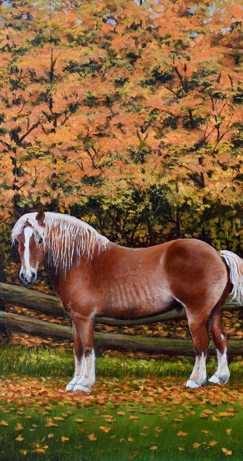 Draft Horse at La Sucrerie de la Montagne by Gilbert Lessard