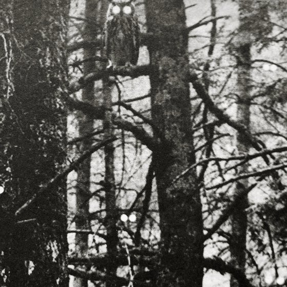 Exterior No.33: The Woods Are Angry