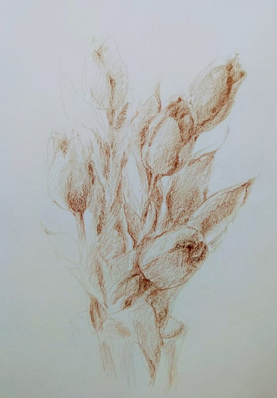 Tulipes #1. Original pencil drawing.