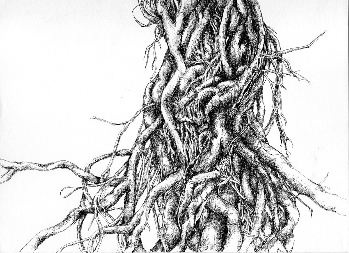 Surface Roots by Louise Diggle