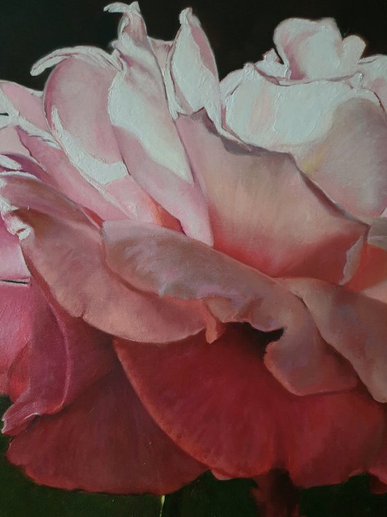 "With the first rays..." rose painting 2021