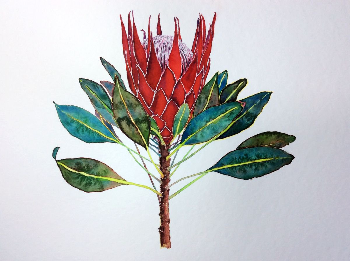 Red king protea by Jing Tian